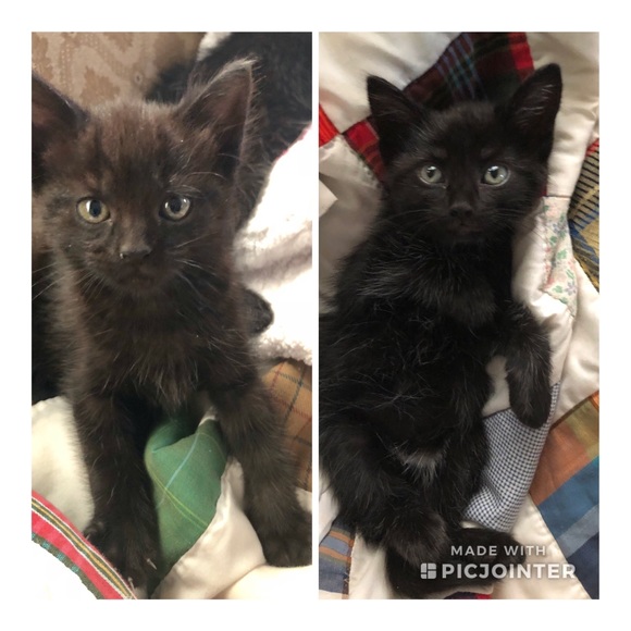 Meet your Posher, Serena - Picture 4 of 5